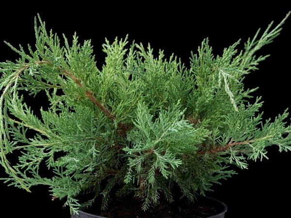Kadagys virgininis ,Hetz' (lot. Juniperus virginiana) Kadagys virgininis ,Hetz' (lot. Juniperus virginiana)