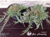 Kadagys padrikasis ,Wiltonii' (lot. Juniperus horizontalis) 
