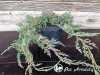 Kadagys padrikasis ,Wiltonii' (lot. Juniperus horizontalis) 