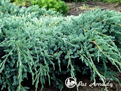 Kadagys žvynuotasis ,Blue Carpet' (lot. Juniperus squamata)