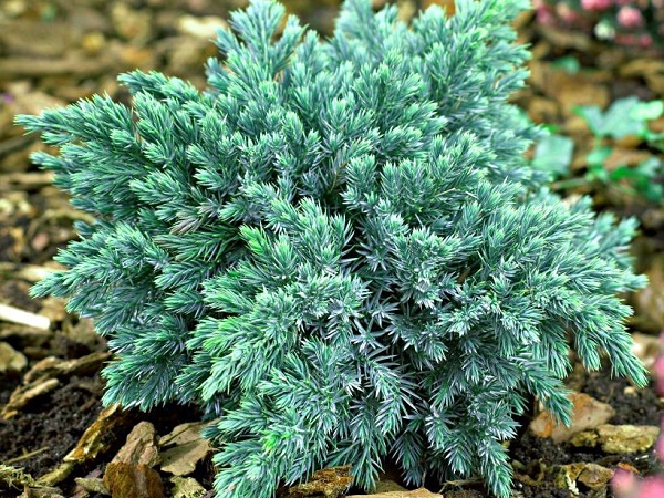 Kadagys žvynuotasis ,Blue Star' (lot. Juniperus squamata) Kadagys žvynuotasis ,Blue Star' (lot. Juniperus squamata)