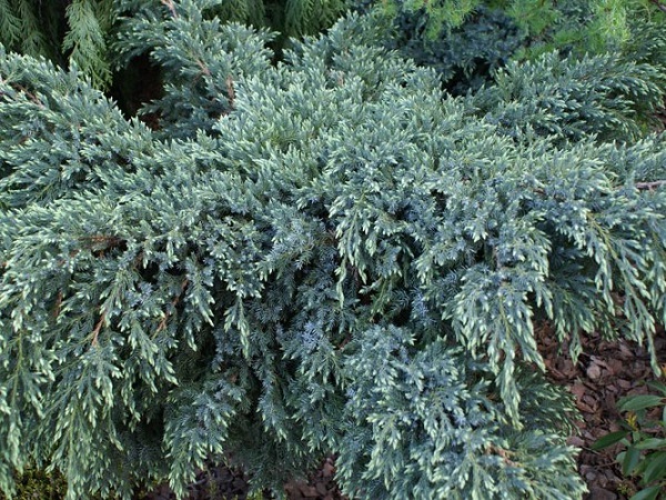 Kadagys žvynuotasis ,Holger' (lot. Juniperus squamata) Kadagys žvynuotasis ,Holger' (lot. Juniperus squamata)