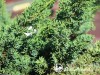 Kadagys kininis ,Blaauw' (lot. Juniperus chinensis)