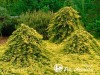 Kadagys padrikasis ,Golden Carpet' (lot. Juniperus horizontalis) Kadagys padrikasis ,Golden Carpet' (lot. Juniperus horizontalis)