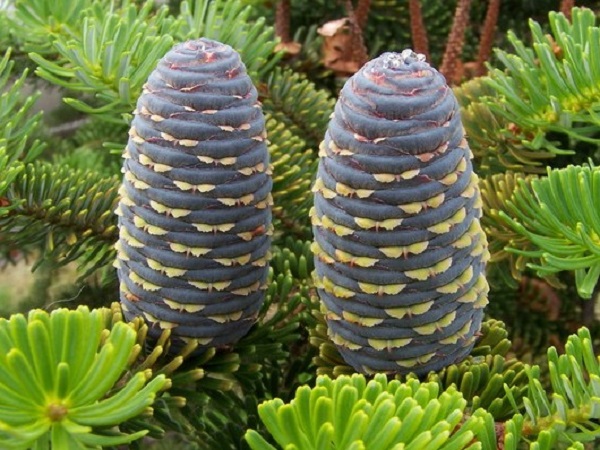 Kėnis korėjinis (lot. Abies koreana) Kėnis korėjinis (lot. Abies koreana)