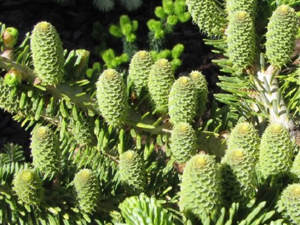 Kėnis korėjinis ,Blauer Pfiff' (lot. Abies koreana) Kėnis korėjinis ,Blauer Pfiff' (lot. Abies koreana)