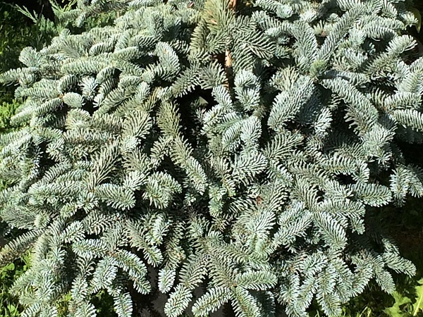 Kėnis kvapusis ,Glauca' (lot. Abies procera) Kėnis kvapusis ,Glauca' (lot. Abies procera)