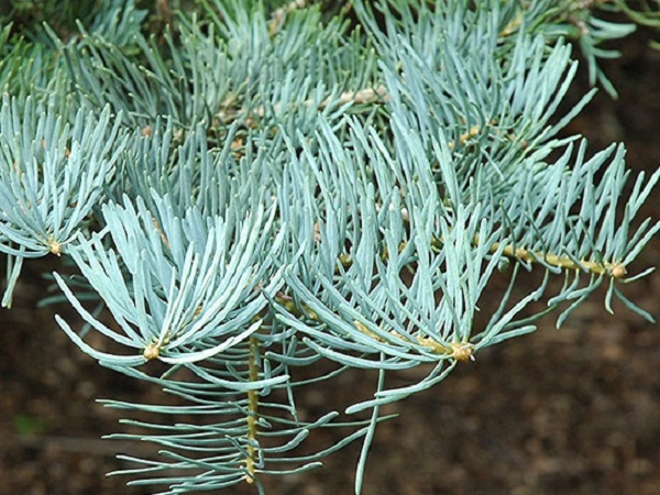 Kėnis pilkasis (lot. Abies concolor) Kėnis pilkasis (lot. Abies concolor)