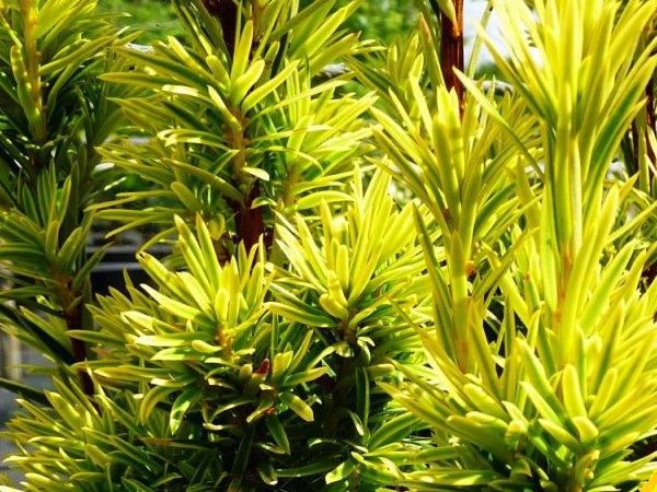 Kukmedis europinis ,David' (lot. Taxus baccata) Kukmedis europinis ,David' (lot. Taxus baccata)