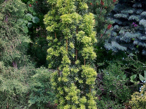 Kukmedis europinis ,Fastigiata' (lot. Taxus baccata) Kukmedis europinis ,Fastigiata' (lot. Taxus baccata)