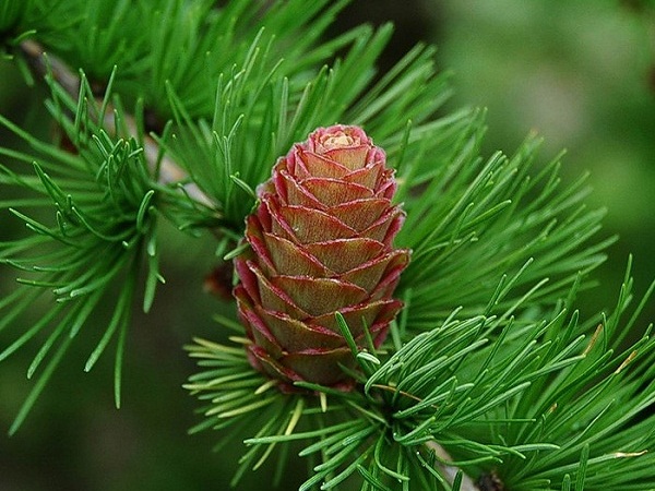 Maumedis europinis ,Little Boggle' (lot. Larix decidua) Maumedis europinis ,Little Boggle' (lot. Larix decidua)