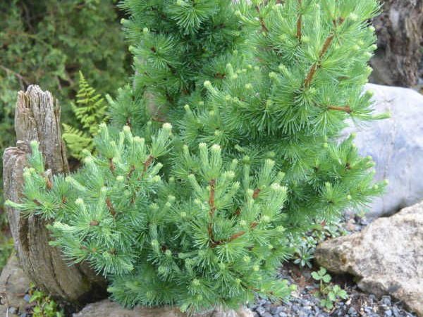Maumedis daūrinis ,Tharandt' (lot. Larix gmelinii) Maumedis daūrinis ,Tharandt' (lot. Larix gmelinii)