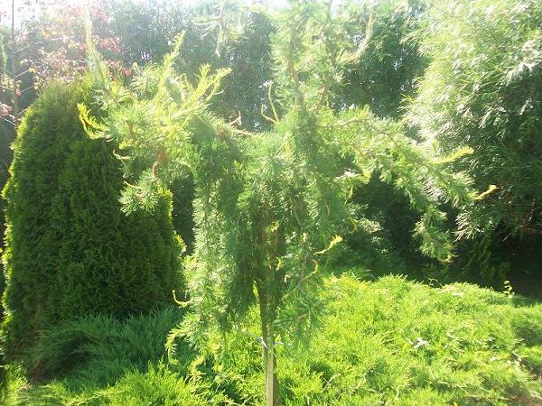 Maumedis europinis ,Horstman Recurved' (lot. Larix decidua) Maumedis europinis ,Horstman Recurved' (lot. Larix decidua)