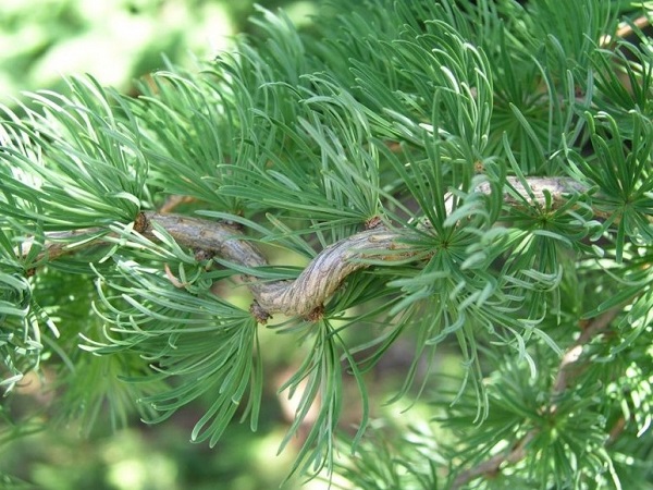 Maumedis japoninis ,Diana' (lot. Larix kaempferi) Maumedis japoninis ,Diana' (lot. Larix kaempferi)
