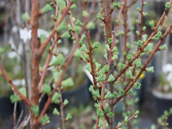 Maumedis japoninis ,Jakobsen's Pyramid' (lot. Larix kaempferi) Maumedis japoninis ,Jakobsen's Pyramid' (lot. Larix kaempferi)