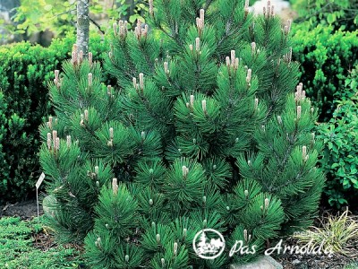 Pušis baltažievė ,Compact Gem' (lot. Pinus heldreichii)