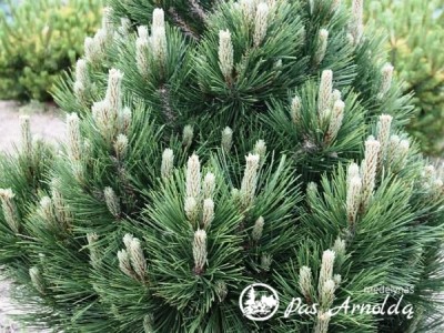 Pušis baltažievė ,Malinki' (lot. Pinus heldreichii)