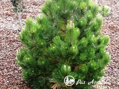 Pušis baltažievė ,Nana' (lot. Pinus heldreichii)