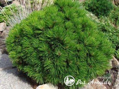 Pušis baltažievė ,Schmidtii' (lot. Pinus heldreichii)