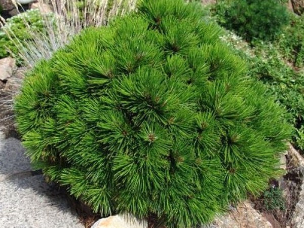 Pušis baltažievė ,Schmidtii' (lot. Pinus heldreichii) Pušis baltažievė ,Schmidtii' (lot. Pinus heldreichii)
