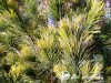 Pušis kedrinė ,Aurea' (lot. Pinus cembra)