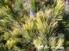 Pušis kedrinė ,Aurea' (lot. Pinus cembra) Pušis kedrinė ,Aurea' (lot. Pinus cembra)