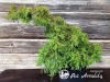 Puskiparisis bukasis  ,Coralliformis' (lot. Chamaecyparis obtusa)