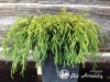 Puskiparisis žirniavaisis ,Filifera Nana' (lot. Chamaecyparis pisifera)