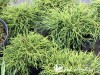 Puskiparisis žirniavaisis ,Filifera Nana' (lot. Chamaecyparis pisifera)
