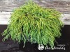 Puskiparisis žirniavaisis ,Filifera Nana' (lot. Chamaecyparis pisifera)