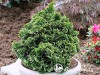 Puskiparisis bukasis  ,Nana Gracilis' (lot. Chamaecyparis obtusa)