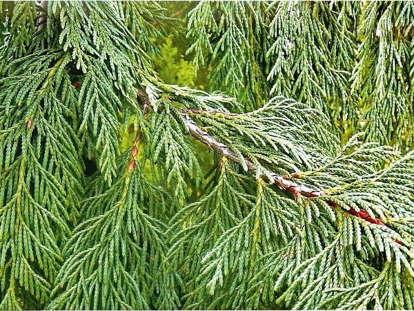 Puskiparisis nutkinis ,Pendula' (lot. Chamaecyparis nootkatensis) Puskiparisis nutkinis ,Pendula' (lot. Chamaecyparis nootkatensis)