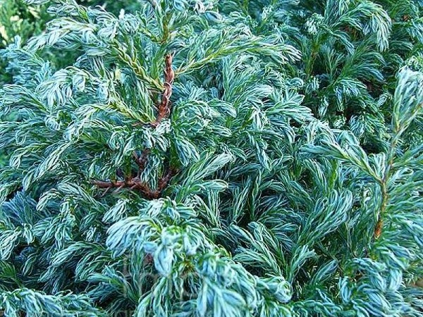 Puskiparisis žirniavaisis ,Boulevard' (lot. Chamaecyparis pisifera) Puskiparisis žirniavaisis ,Boulevard' (lot. Chamaecyparis pisifera)