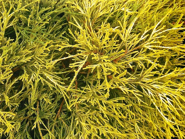 Puskiparisis žirniavaisis ,Filifera Aurea' (lot. Chamaecyparis pisifera) Puskiparisis žirniavaisis ,Filifera Aurea' (lot. Chamaecyparis pisifera)