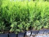 Tuja vakarinė  ,Smaragd' (lot. Thuja occidentalis) 