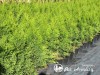 Tuja vakarinė  ,Smaragd' (lot. Thuja occidentalis) 
