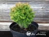 Tuja vakarinė  ,Anniek' (lot. Thuja occidentalis)