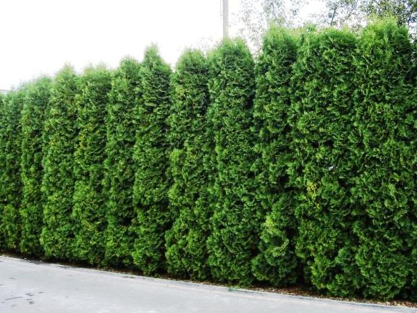 Tuja vakarinė ,Columna' (lot. Thuja occidentalis) Tuja vakarinė ,Columna' (lot. Thuja occidentalis)