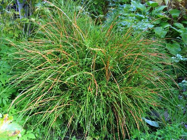Tuja vakarinė ,Filiformis' (lot. Thuja occidentalis) Tuja vakarinė ,Filiformis' (lot. Thuja occidentalis)