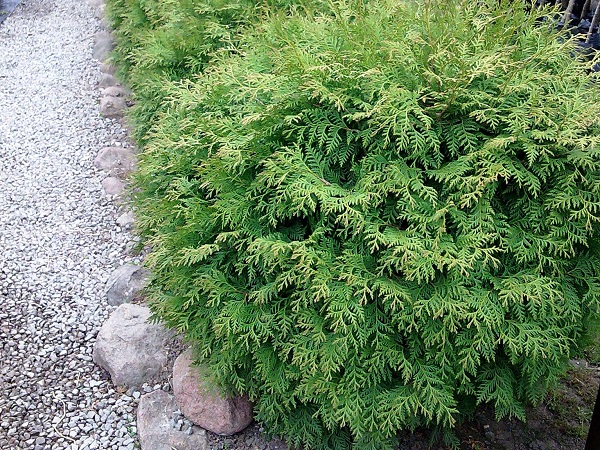 Tuja vakarinė ,Globosa' (lot. Thuja occidentalis) Tuja vakarinė ,Globosa' (lot. Thuja occidentalis)