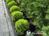 Tuja vakarinė  ,Mirjam' (lot. Thuja occidentalis)