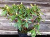 Rododendras ,Nova Zembla' (lot. Rhododendron)-c5