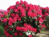 Rododendras ,Nova Zembla' (lot. Rhododendron)-c5 Rododendras ,Nova Zembla' (lot. Rhododendron)-c5