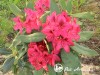 Rododendras ,Nova Zembla' (lot. Rhododendron)-c5 Rododendras ,Nova Zembla' (lot. Rhododendron)-c5