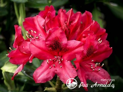 Rododendras ,Nova Zembla' (lot. Rhododendron)-c5