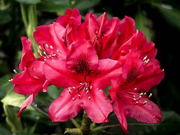 Rododendras ,Nova Zembla' (lot. Rhododendron)-c5 Rododendras ,Nova Zembla' (lot. Rhododendron)-c5