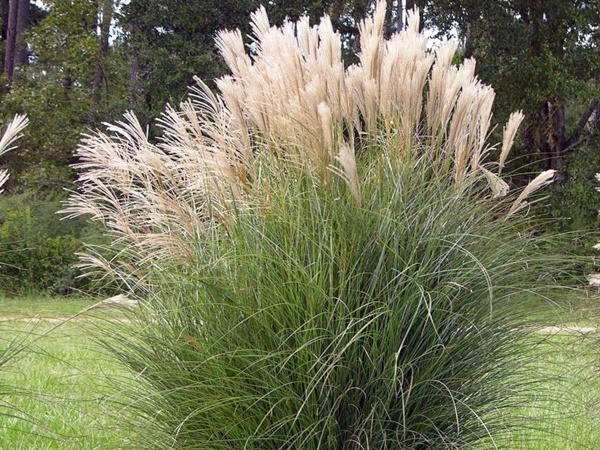 Miskantas kininis ,Blondo' (lot. Miscanthus sinensis) Miskantas kininis ,Blondo' (lot. Miscanthus sinensis)