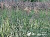 Landrūnas 'Overdam' (lot. Calamagrostis x acutiflora)